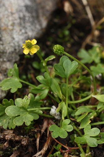 pygmy buttercup (Ranunculus pygmaeus var. pygmaeus)