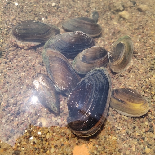 Nodularia douglasiae