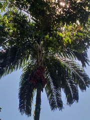 Bactris gasipaes