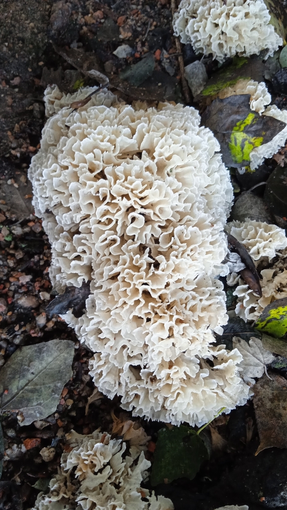 Irpex rosettiformis · March 2024 · photo: © diegobarboza (iNaturalist, cc-by)