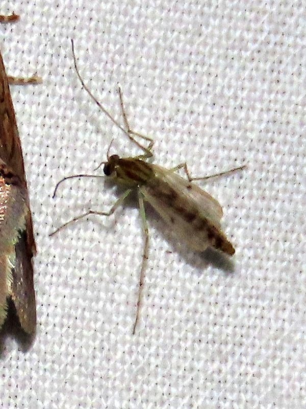 Mosquitoes and Midges from Chizavane, Mozambique on March 16, 2024 at