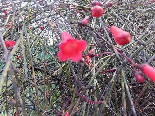 Russelia equisetiformis