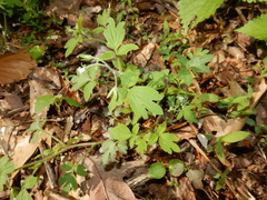 Phacelia ranunculacea