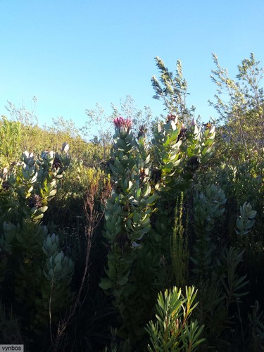 Broad-leaf sugarbush (Protea eximia)