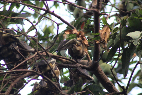 Straw-coloured Fruit Bat