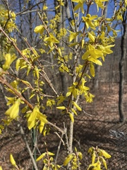 Forsythia suspensa