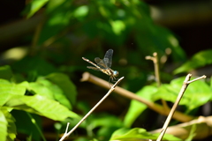 Micrathyria hypodidyma