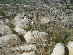 Watsonia spectabilis