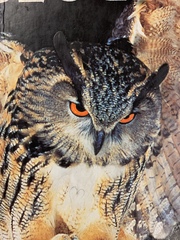 Bubo