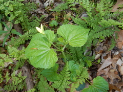 Viola pubescens