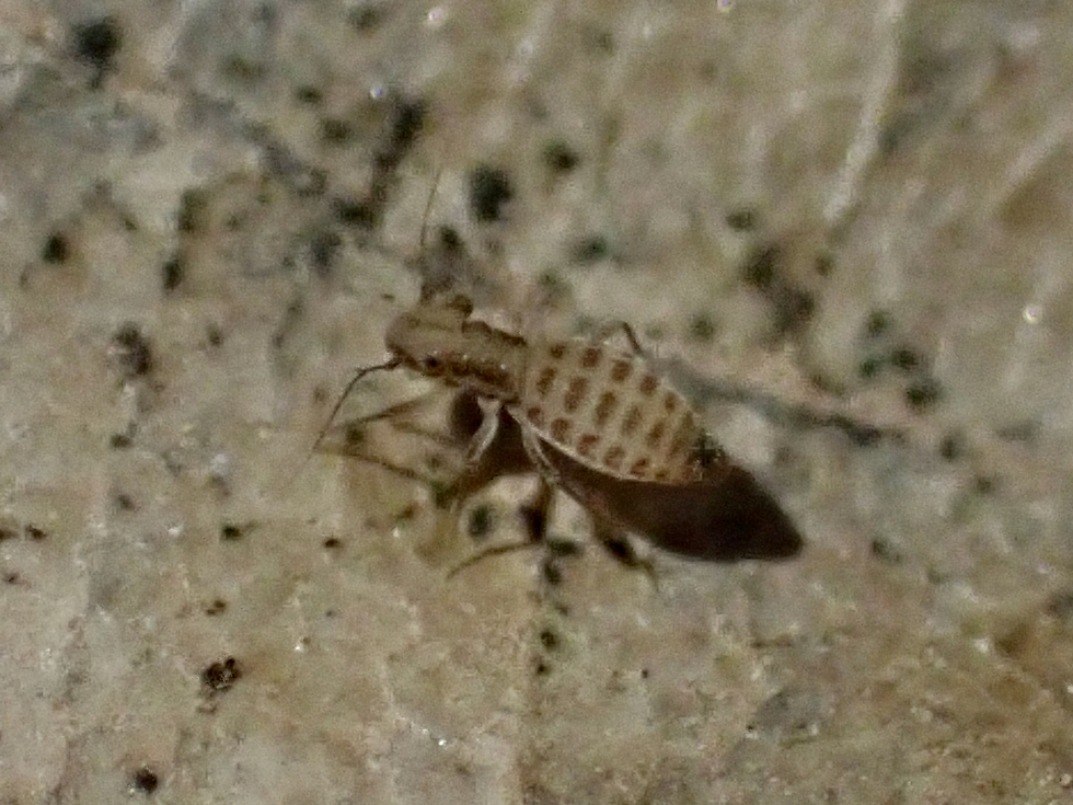 Tapinella