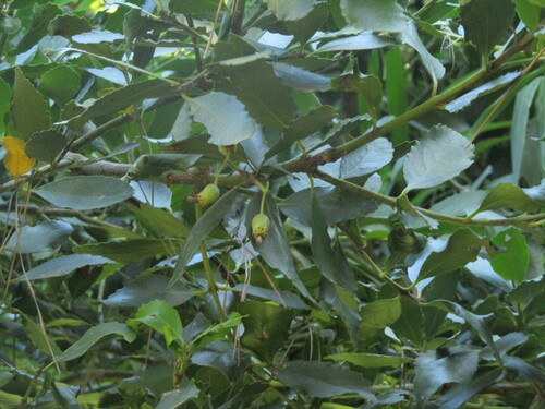 Image of Laurelia sempervirens by (c) Bruno Avilez, some rights reserved (CC BY)