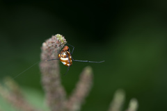 Argyrodes flavescens