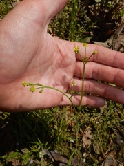 Ranunculus abortivus