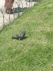 Columba livia domestica