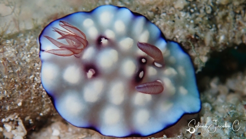 Bus Stop Nudibranch — seen at this dive site