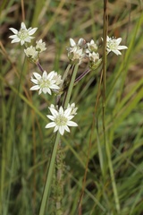 Alepidea setifera
