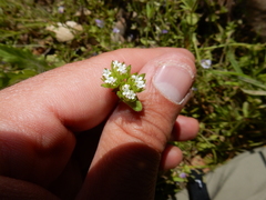 Valerianella radiata