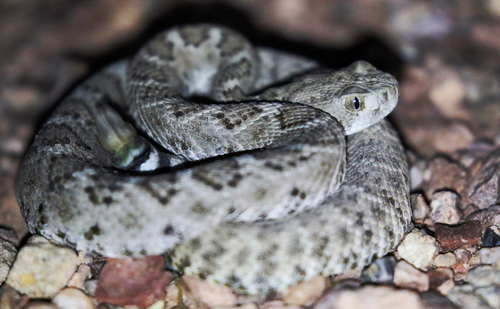 Western Diamond-backed Rattlesnake