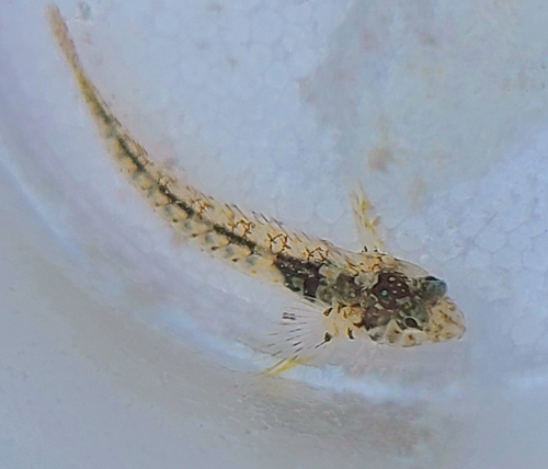 Barcheek blenny (Coralliozetus boehlkei) — Chaenopsidae — 2