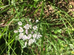 Allium neapolitanum
