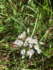 Allium neapolitanum