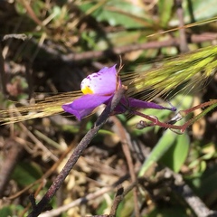 Linaria algarviana