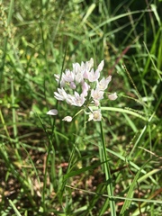 Allium neapolitanum