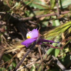 Linaria algarviana