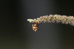 Argyrodes flavescens