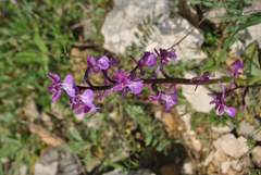 Orchis anatolica