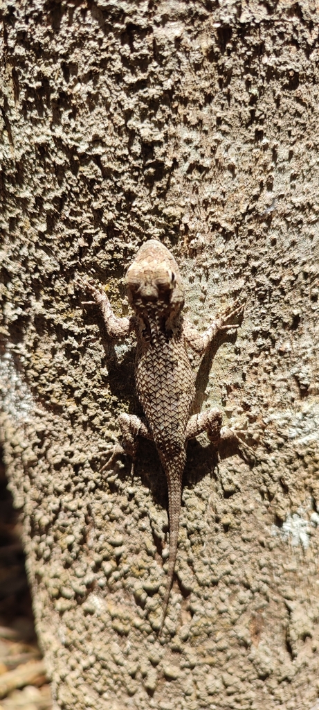 Pastel-bellied Spiny Lizard