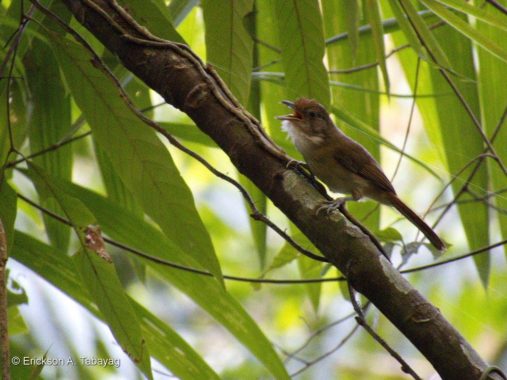Palawan Babbler