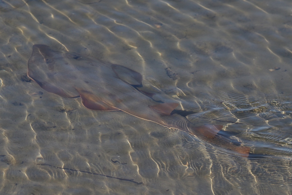Guitarfishes