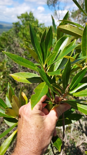 Image of Myrsine coriacea by (c) Roderick Cameron, some rights reserved (CC BY)