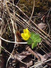 Anemonastrum richardsonii