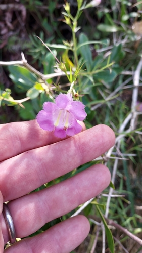 Agalinis linarioides (Agalinis linarioides)