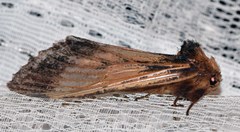 Hylaeora dilucida