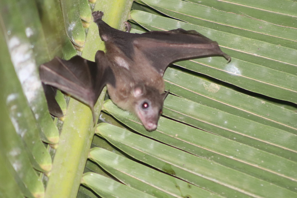 Madagascan Rousette
