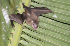 Madagascan Rousette photo 1