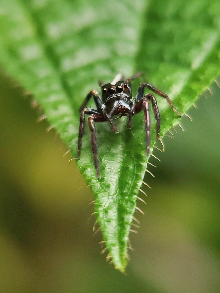 Phaulostylus