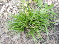 Liriope spicata