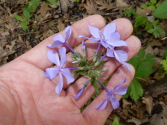 Phlox divaricata laphamii