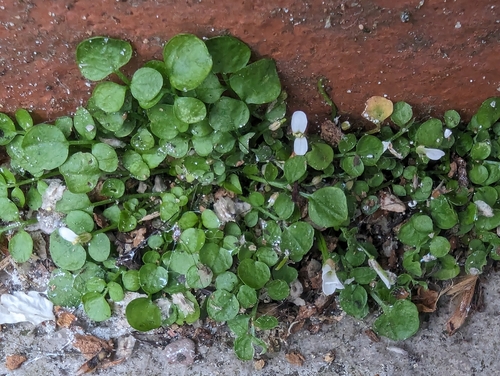 Image of Cardamine corymbosa by no rights reserved