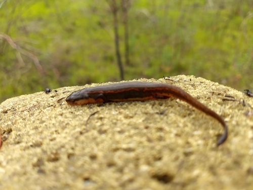 Striped Newt