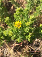 Deinandra clementina