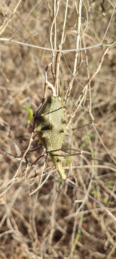 Dictyanthus nichongus