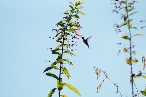 Lobelia laxiflora