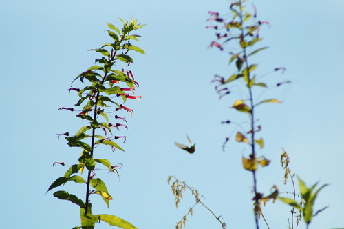 Lobelia laxiflora