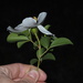 Cherokee Rose - Photo (c) Eric Blomberg, some rights reserved (CC BY-NC-ND), uploaded by Eric Blomberg